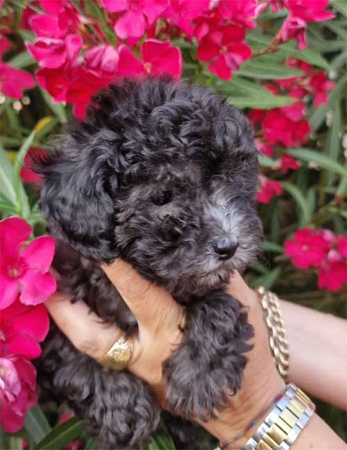 Cucciola  silver