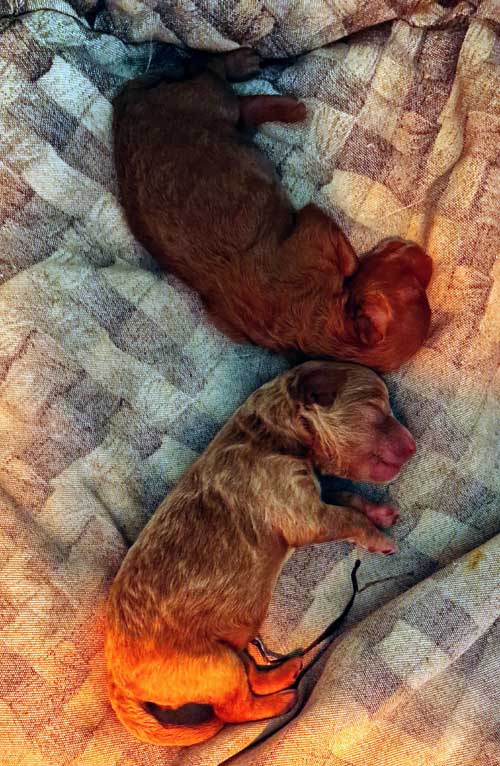 Cuccioli femmine fulve toy
