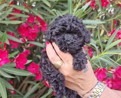 Cucciola toy nera