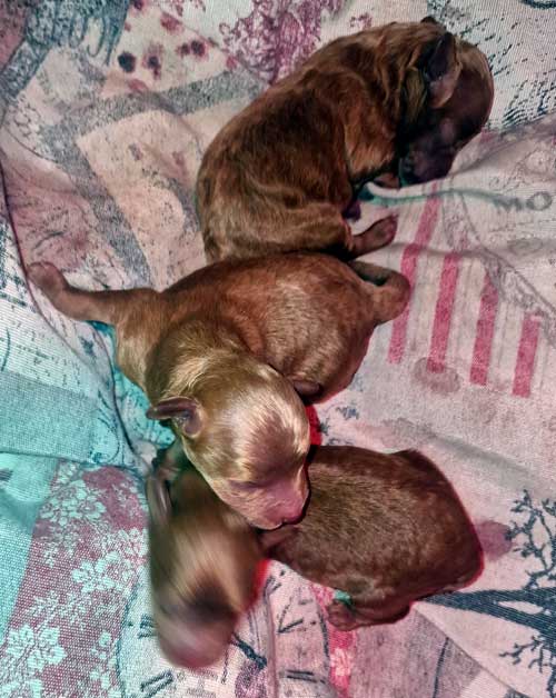 Maschi toy fulvi nati il 3 ottobre