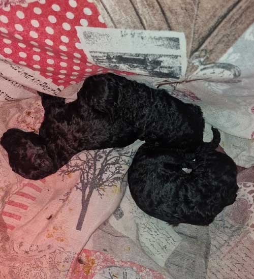 Cuccioli toy neri