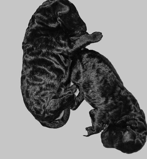 Cuccioli toy neri