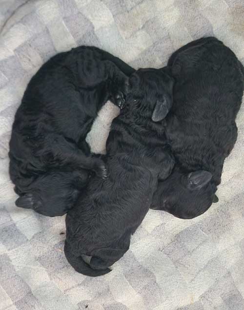 Cuccioli toy neri