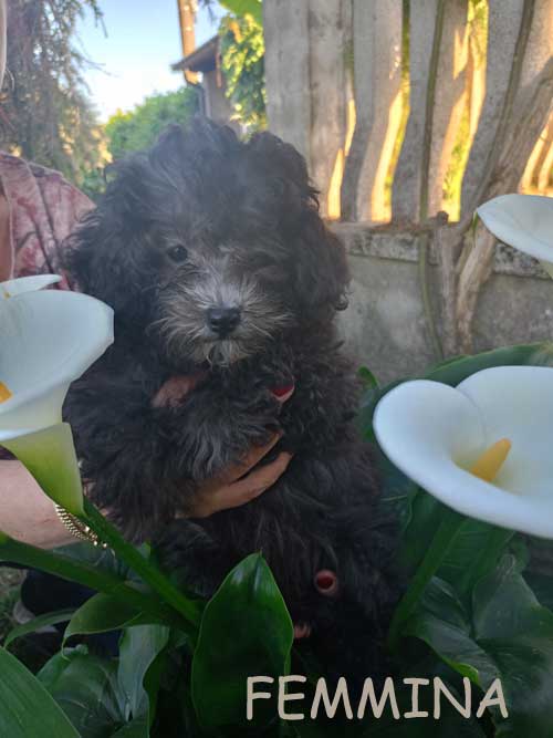 Cuccioli toy silver