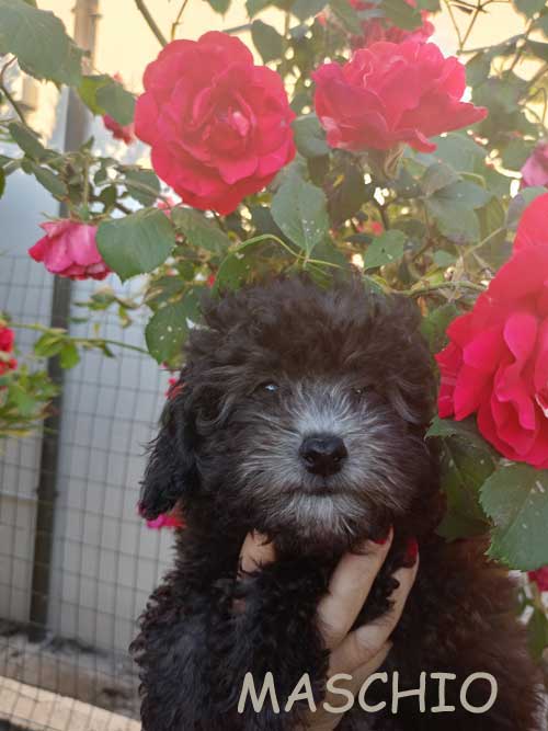 Cuccioli toy silver