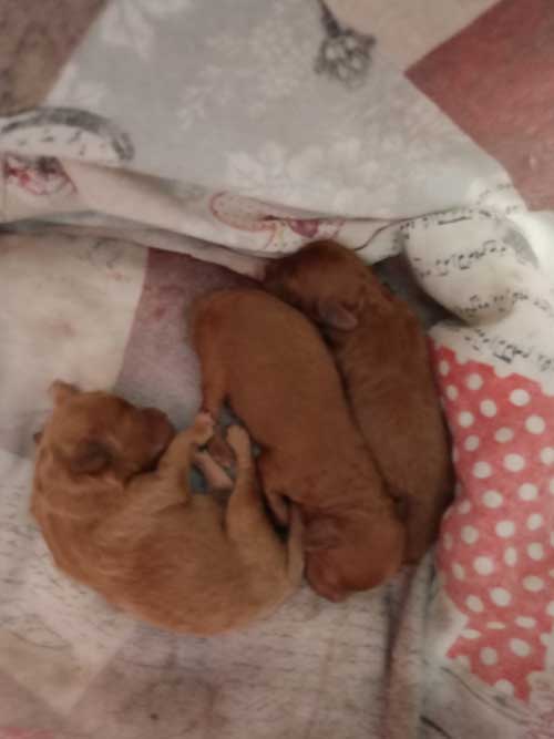 Cuccioli fulvi