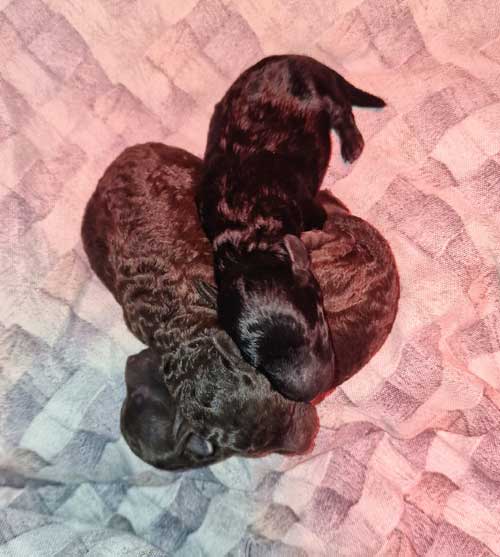 Cuccioli toy marroni e neri