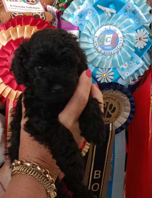Cucciolo toy nero